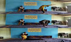 Surya Namaskar Competition